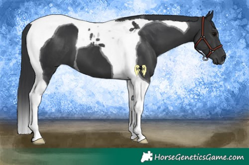 Horse Color:Black Tobiano