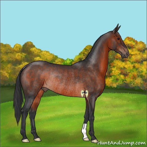 Horse Color:Brown Rabicano 
