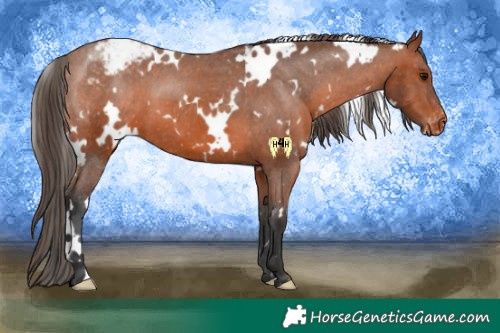 Horse Color:White Spotted Bay Appaloosa 