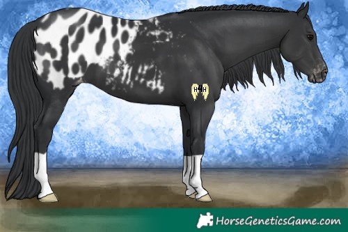 Horse Color:Black Appaloosa 