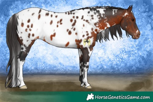 Horse Color:White Spotted Brown Appaloosa