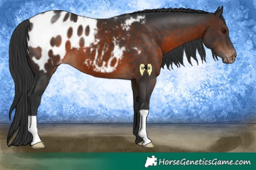 Horse Color:Brown Appaloosa
