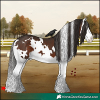 Horse Color:White Spotted Liver Chestnut Splash 