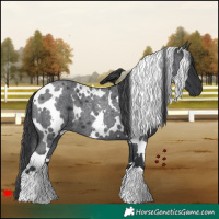 Horse Color:White Spotted Blue Roan 
