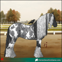 Horse Color:White Spotted Blue Roan