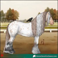 Horse Color:White Spotted Bay Dun Appaloosa 