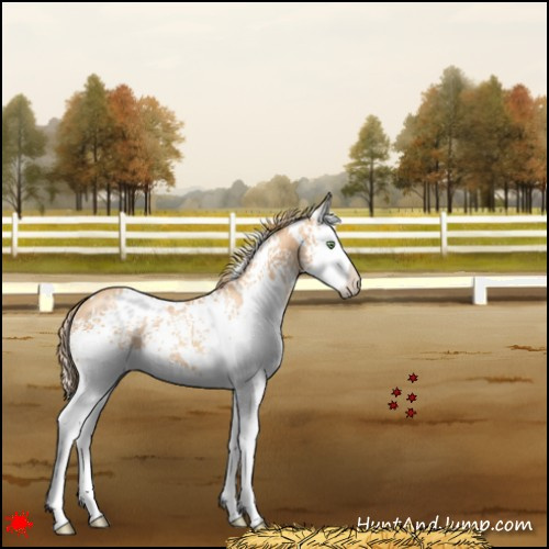 Horse Color:White Spotted Gold Champagne Splash Rabicano 
