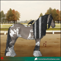 Horse Color:White Spotted Grullo 