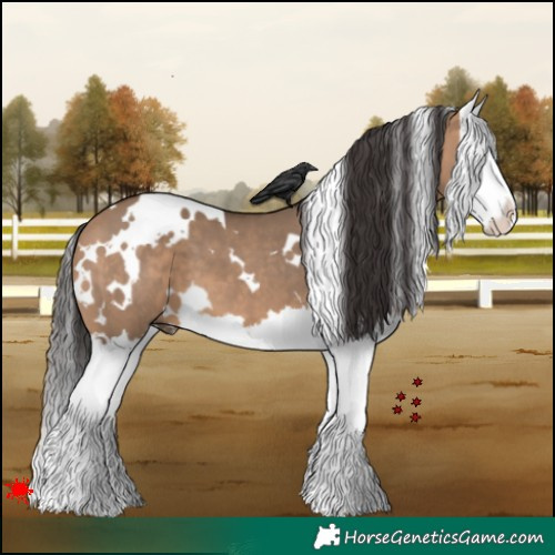 Horse Color:White Spotted Bay Dun Splash 