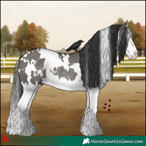 Horse Color:White Spotted Grullo Splash Rabicano