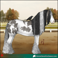 Horse Color:White Spotted Grullo Splash Rabicano 