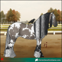 Horse Color:White Spotted Grullo 