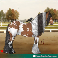 Horse Color:White Spotted Bay 