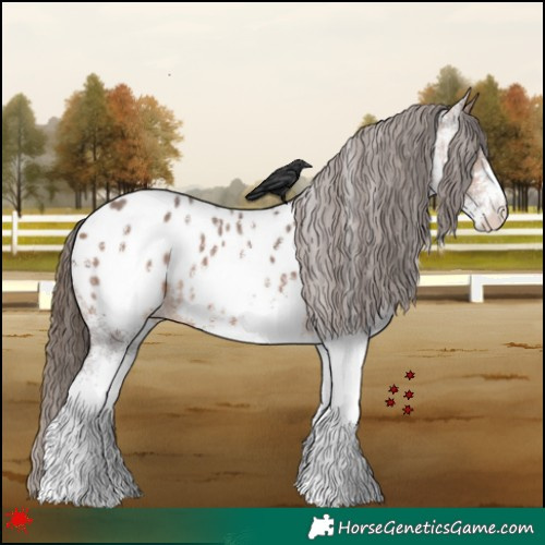 Horse Color:White Spotted Bay Appaloosa 