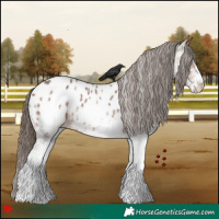 Horse Color:White Spotted Bay Appaloosa