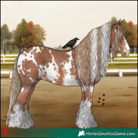 Horse Color:White Spotted Chestnut Sabino