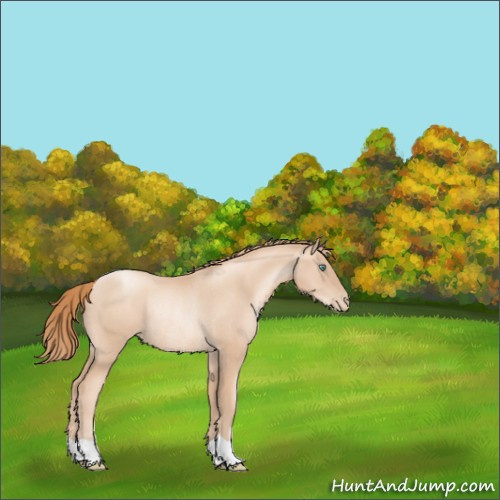 Horse Color:Gold Champagne Pearl Rabicano 