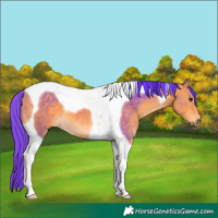 Horse Color:Watercolor Buckskin Tobiano 
