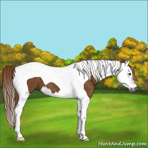 Horse Color:Gray Chestnut Splash Tobiano