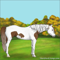 Horse Color:Gray Chestnut Splash Tobiano 