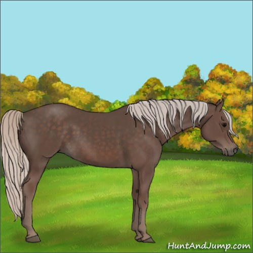 Horse Color:Silver Black