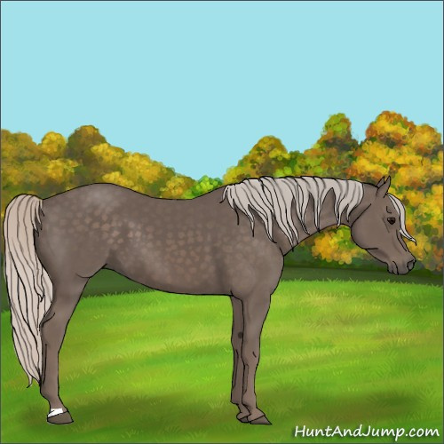 Horse Color:Silver Black