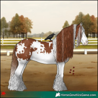 Horse Color:White Spotted Chestnut Splash 
