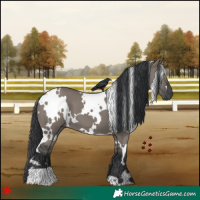 Horse Color:White Spotted Grullo 