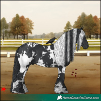 Horse Color:White Spotted Black