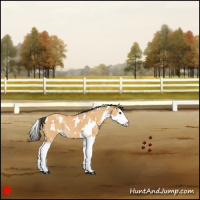 Horse Color:White Spotted Bay Dun Splash 