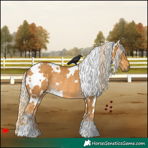 Horse Color:White Spotted Palomino Rabicano 