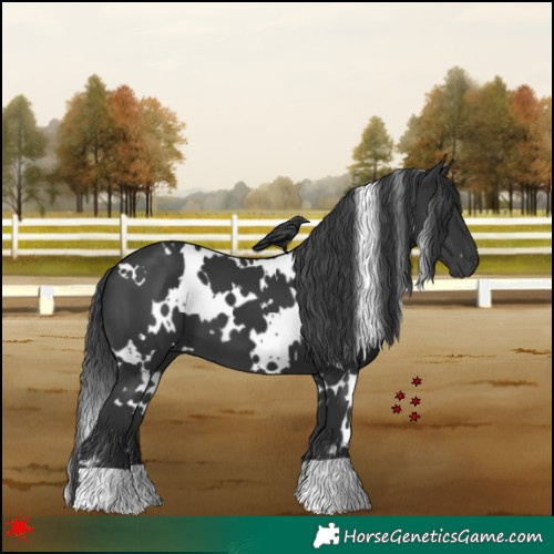Horse Color:White Spotted Black 