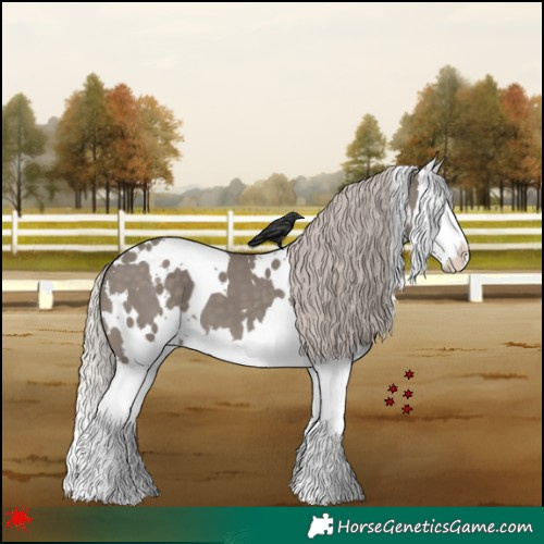 Horse Color:White Spotted Silver Grullo Splash 