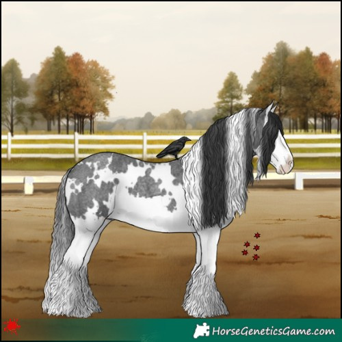 Horse Color:White Spotted Blue Roan Splash 