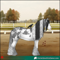 Horse Color:White Spotted Blue Roan Splash 
