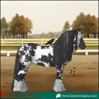 Horse Color:White Spotted Black 