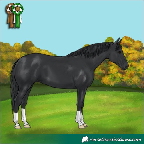 Horse Color:Black 