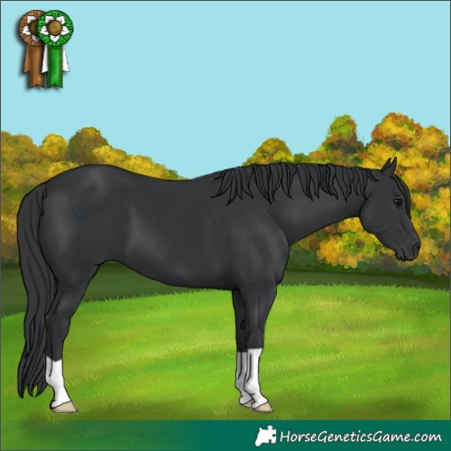 Horse Color:Black 