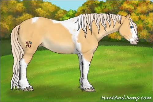 Horse Color:Unknown 