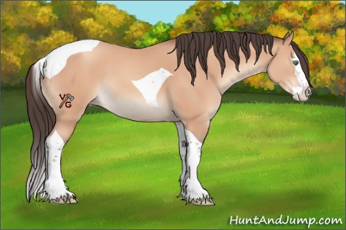 Horse Color:Unknown 