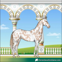 Horse Color:Red Roan Splash Tobiano Frame Appaloosa 