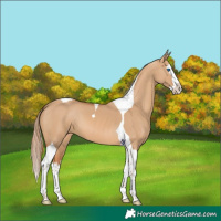 Horse Color:Red Dun Splash Tobiano 