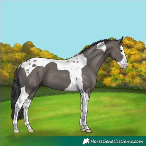 Horse Color:Grullo Splash Tobiano