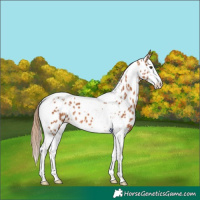 Horse Color:Chestnut Splash Tobiano Appaloosa 