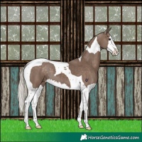 Horse Color:Silver Black Splash Tobiano 