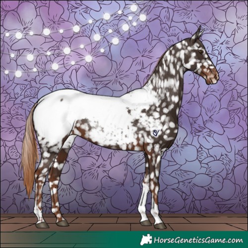 Horse Color:Liver Chestnut Tobiano Appaloosa 
