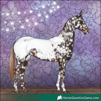 Horse Color:Liver Chestnut Tobiano Appaloosa 