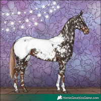 Horse Color:Liver Chestnut Tobiano Appaloosa 