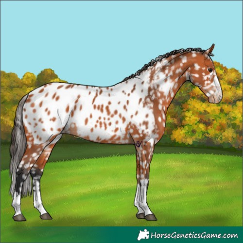 Horse Color:Bay Appaloosa 