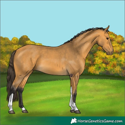 Horse Color:Buckskin Tobiano 